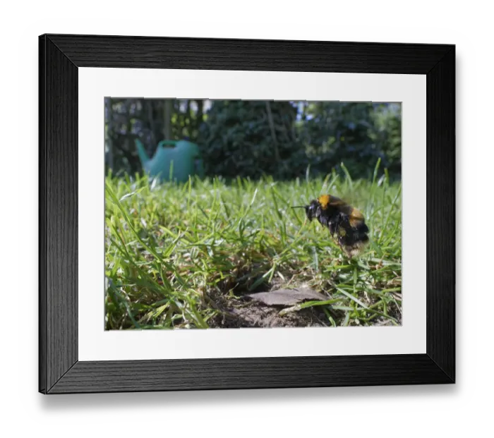 Framed Print : Buff-tailed bumblebee (Bombus terrestris) queen about to land at her nest burrow in a Framed Print : Buff-tailed bumblebee (Bombus terrestris) queen about to land at her nest burrow in a