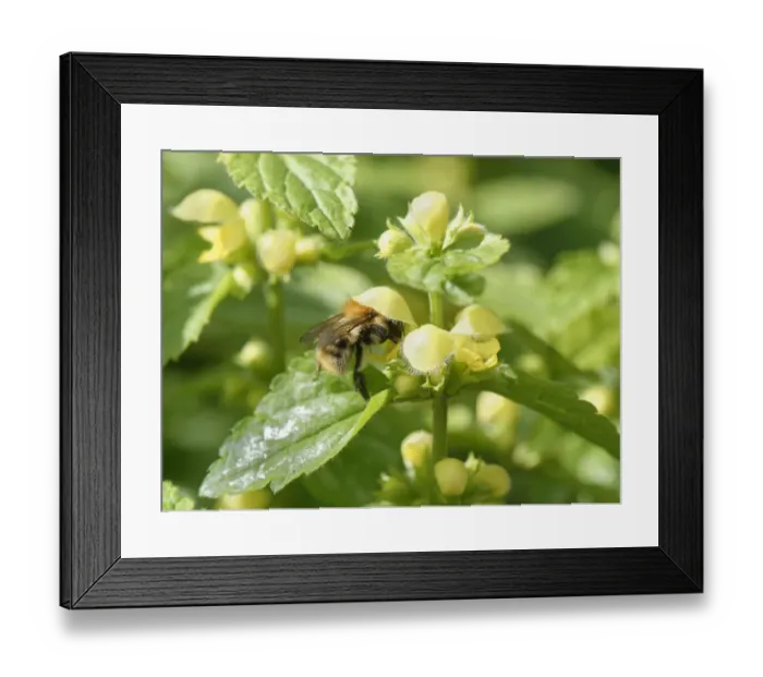 Framed Print : Common carder bumblebee (Bombus pascuorum) nectaring on a Yellow archangel Framed Print : Common carder bumblebee (Bombus pascuorum) nectaring on a Yellow archangel