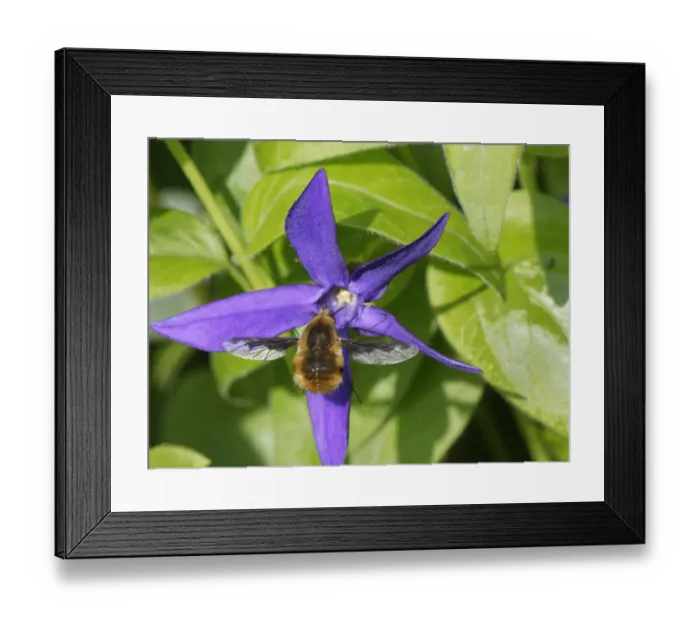 Framed Print : Common bee fly (Bombylius major) nectaring on a Greater periwinkle flower (Vinca major) Framed Print : Common bee fly (Bombylius major) nectaring on a Greater periwinkle flower (Vinca major)