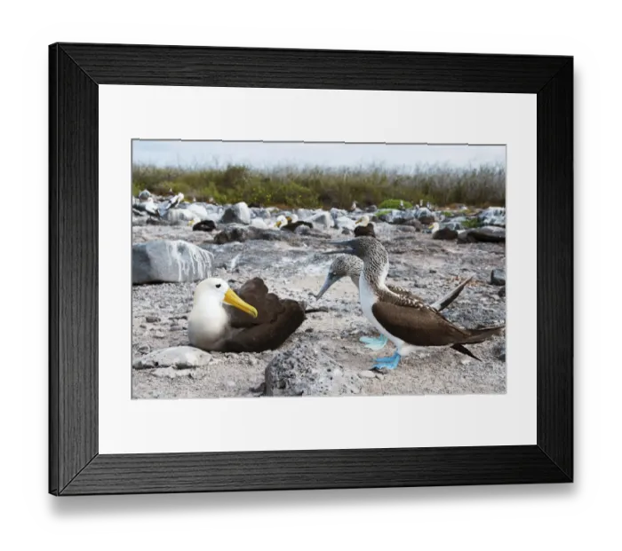 Framed Print : Waved Albatross (Phoebastria irrorata) and Blue-footed Booby (Sula nebouxii Framed Print : Waved Albatross (Phoebastria irrorata) and Blue-footed Booby (Sula nebouxii