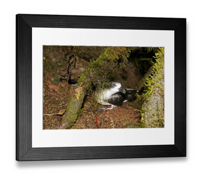 Framed Print : Galapagos Petrel (Pterodroma phaeopygia) on debris from nesting hole Framed Print : Galapagos Petrel (Pterodroma phaeopygia) on debris from nesting hole