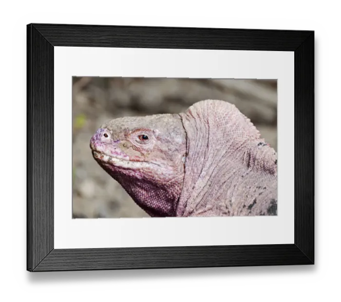 Framed Print : Pink iguana (Conolophus marthae) Northern caldera rim, Wolf Volcano, Isabela Island Framed Print : Pink iguana (Conolophus marthae) Northern caldera rim, Wolf Volcano, Isabela Island