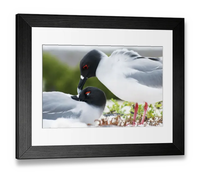 Framed Print : Swallow-tailed gull (Creagrus furcatus) pair mutual preening in courtship Framed Print : Swallow-tailed gull (Creagrus furcatus) pair mutual preening in courtship