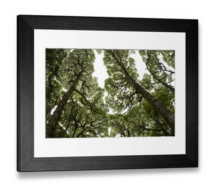 Framed Print : Scalesia forest canopy (Scalesia pendunculata), Los Gemelos, Santa Cruz Highlands Framed Print : Scalesia forest canopy (Scalesia pendunculata), Los Gemelos, Santa Cruz Highlands