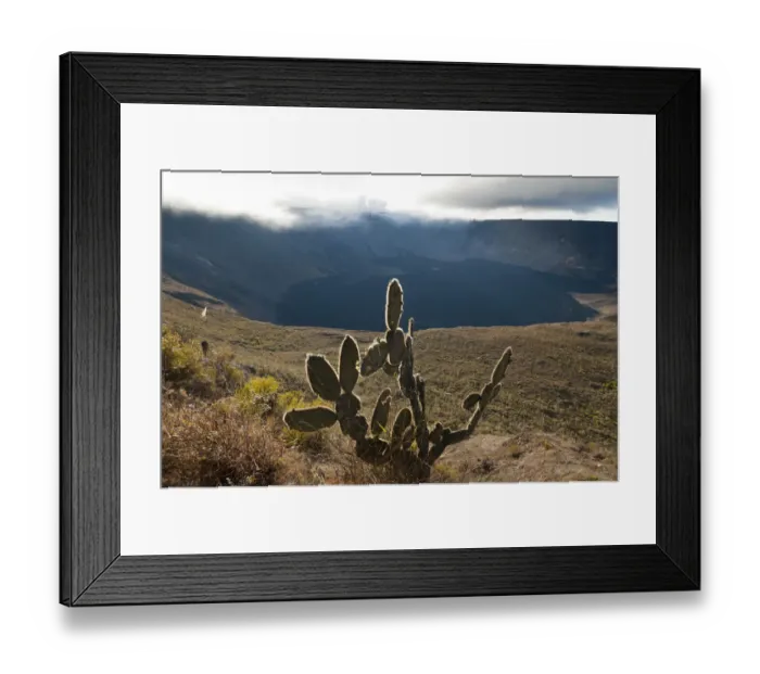Framed Print : Opuntia cactus and volcanic caldera, Wolf Volcano, Isabela Island, Galapagos Islands