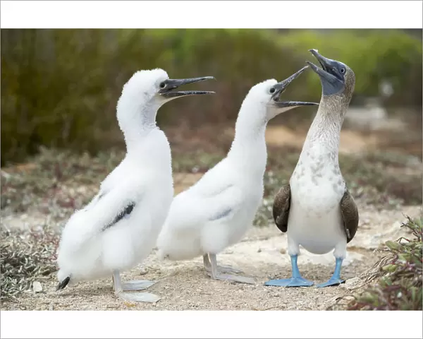 Blue-footed booby (Sula nebouxii) with chicks begging for food, Santa Cruz Island