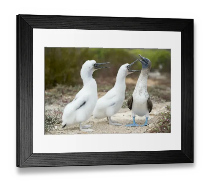 Framed Print : Blue-footed booby (Sula nebouxii) with chicks begging for food, Santa Cruz Island Framed Print : Blue-footed booby (Sula nebouxii) with chicks begging for food, Santa Cruz Island