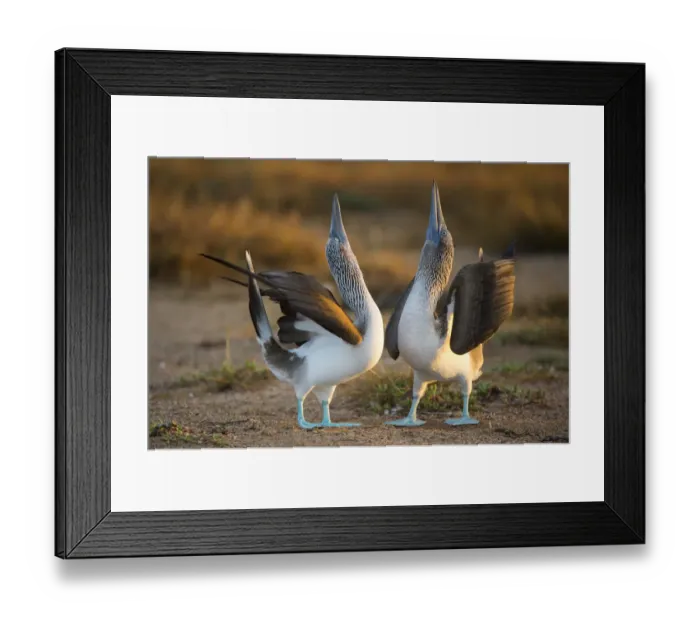 Framed Print : Blue-footed booby (Sula nebouxii) pair in courtship display, Santa Cruz Island, Galapagos Framed Print : Blue-footed booby (Sula nebouxii) pair in courtship display, Santa Cruz Island, Galapagos