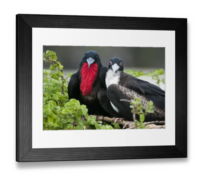Framed Print : Great frigatebird (Fregata minor) pair, male on left. Galapagos, Ecuador Framed Print : Great frigatebird (Fregata minor) pair, male on left. Galapagos, Ecuador