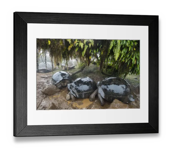 Framed Print : Alcedo Galapagos tortoise (Chelonoidis nigra vandenburghi) group wallowing in mud Framed Print : Alcedo Galapagos tortoise (Chelonoidis nigra vandenburghi) group wallowing in mud