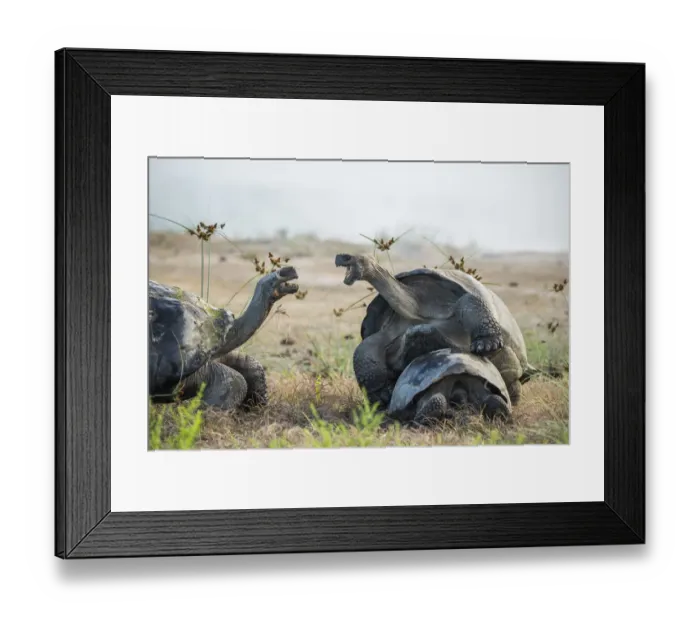 Framed Print : Alcedo giant tortoise (Chelonoidis vandenburghi) male mating with female while squabbling Framed Print : Alcedo giant tortoise (Chelonoidis vandenburghi) male mating with female while squabbling