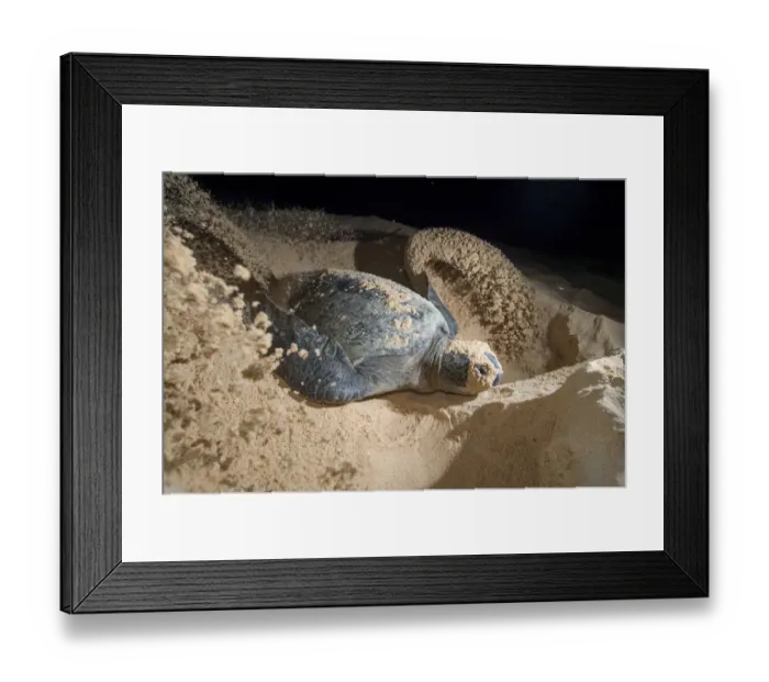 Framed Print : Green turtle (Chelonia mydas) female digging nest, North coast, Santa Cruz Island Framed Print : Green turtle (Chelonia mydas) female digging nest, North coast, Santa Cruz Island