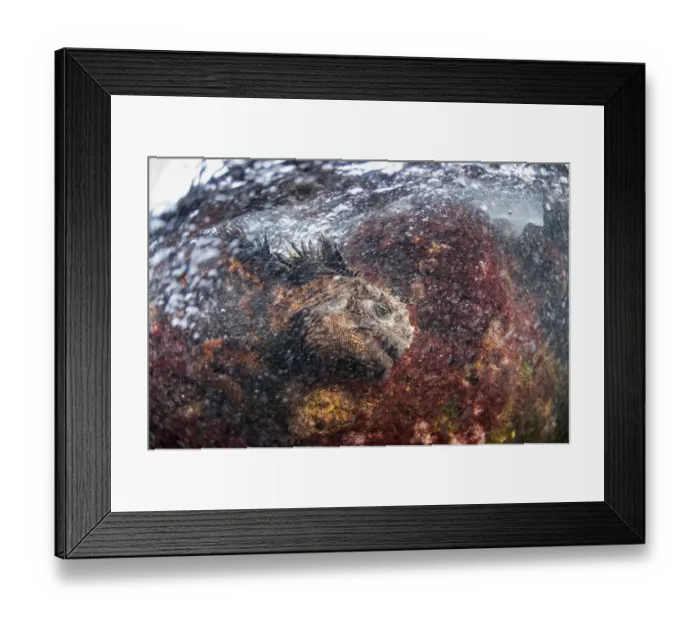 Framed Print : Marine iguana (Amblyrhynchus cristatus) feeding on algae, Black Beach, Floreana Framed Print : Marine iguana (Amblyrhynchus cristatus) feeding on algae, Black Beach, Floreana