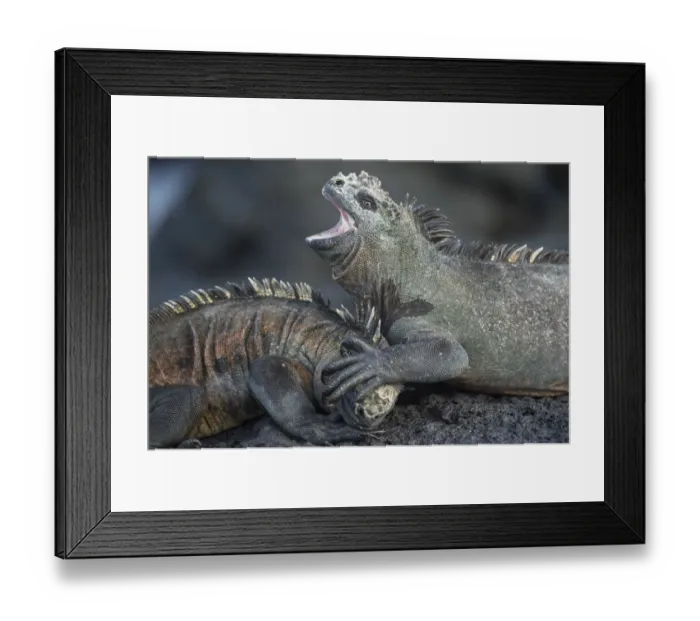 Framed Print : Marine iguanas (Amblyrhynchus cristatus) fighting, Punta Gavilanes, Fernandina Island Framed Print : Marine iguanas (Amblyrhynchus cristatus) fighting, Punta Gavilanes, Fernandina Island