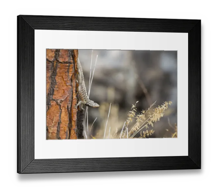 Framed Print : Santa Cruz lava lizard (Microlophus indefatigabilis), Santa Fe Island, Galapagos Framed Print : Santa Cruz lava lizard (Microlophus indefatigabilis), Santa Fe Island, Galapagos