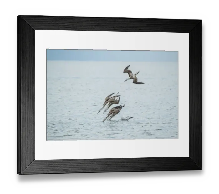 Framed Print : Blue-footed booby (Sula nebouxii), group diving into sea Framed Print : Blue-footed booby (Sula nebouxii), group diving into sea