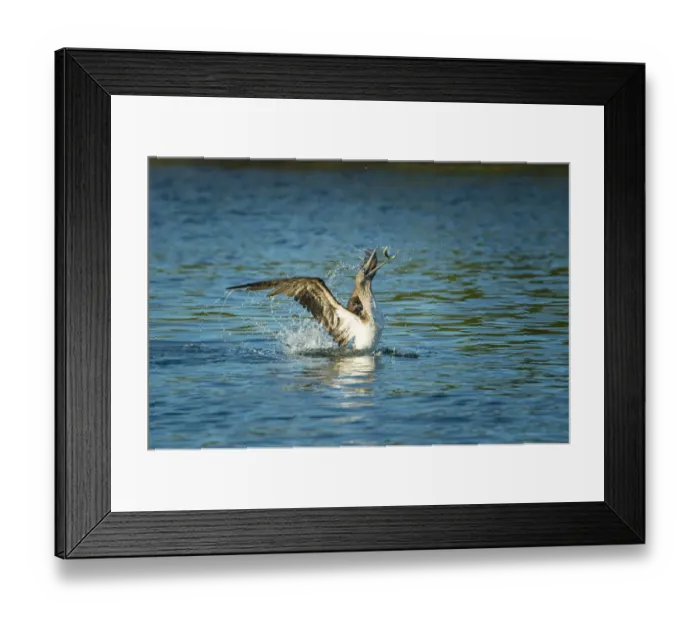 Framed Print : Blue-footed booby (Sula nebouxii) on sea, tossing fish. Turtle Cove, Santa Cruz Island Framed Print : Blue-footed booby (Sula nebouxii) on sea, tossing fish. Turtle Cove, Santa Cruz Island