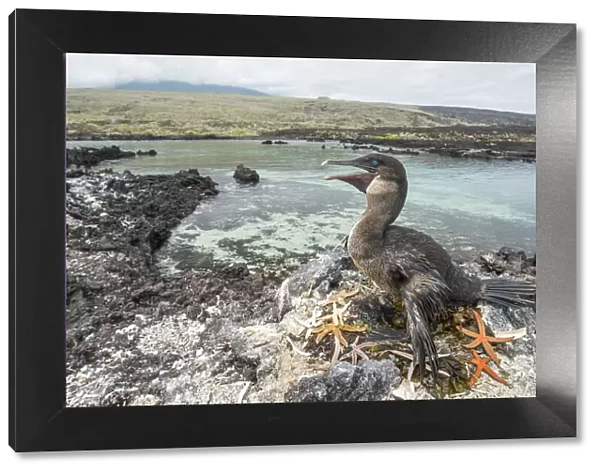 Flightless cormorant (Phalacrocorax harrisi) on nest. Starfish (Asteroidea