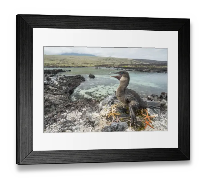 Framed Print : Flightless cormorant (Phalacrocorax harrisi) on nest. Starfish (Asteroidea Framed Print : Flightless cormorant (Phalacrocorax harrisi) on nest. Starfish (Asteroidea