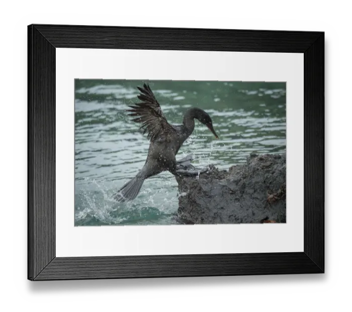 Framed Print : Flightless cormorant (Phalacrocorax harrisi) coming ashore amongst crabs Framed Print : Flightless cormorant (Phalacrocorax harrisi) coming ashore amongst crabs