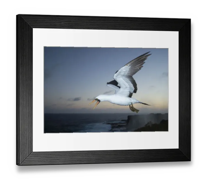 Framed Print : Nazca booby (Sula granti) in flight at dusk. Punta Suarez, Espanola Island, Galapagos Framed Print : Nazca booby (Sula granti) in flight at dusk. Punta Suarez, Espanola Island, Galapagos