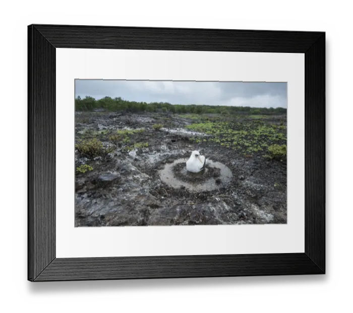 Framed Print : Nazca booby (Sula granti) on nest. Genovesa Island, Galapagos. February 2017 Framed Print : Nazca booby (Sula granti) on nest. Genovesa Island, Galapagos. February 2017