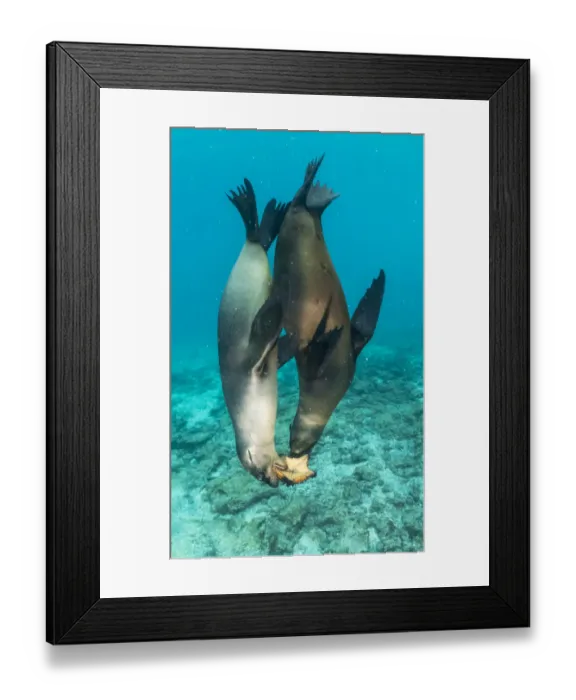 Framed Print : Galapagos sea lions (Zalophus wollebaeki) sub adult males playing with starfish