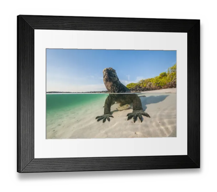Framed Print : Marine iguana (Amblyrhynchus cristatus) split level view on the coast, Tortuga Bay Framed Print : Marine iguana (Amblyrhynchus cristatus) split level view on the coast, Tortuga Bay