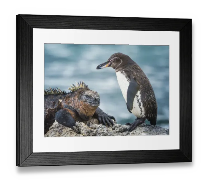 Framed Print : Galapagos penguin (Spheniscus mendiculus) and Marine iguana (Amblyrhynchus cristatus Framed Print : Galapagos penguin (Spheniscus mendiculus) and Marine iguana (Amblyrhynchus cristatus