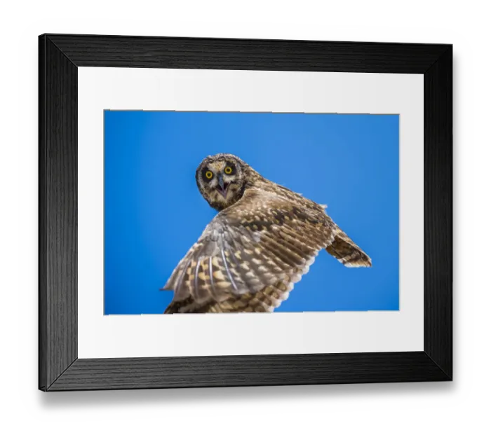 Framed Print : Short-eared owl (Asio flammeus) in flight, Santa Fe Island, Galapagos Framed Print : Short-eared owl (Asio flammeus) in flight, Santa Fe Island, Galapagos