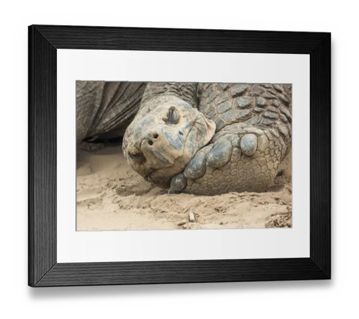 Framed Print : Alcedo giant tortoise (Chelonoidis vandenburghi), Alcedo Volcano, Isabela Island Framed Print : Alcedo giant tortoise (Chelonoidis vandenburghi), Alcedo Volcano, Isabela Island