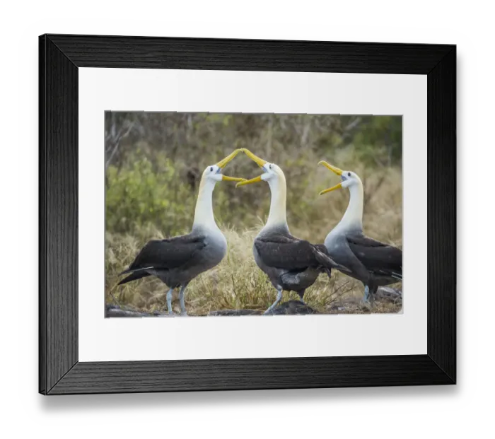 Framed Print : Waved albatrosses (Phoebastria irrorata) courting, Punta Suarez, Espanola Island Framed Print : Waved albatrosses (Phoebastria irrorata) courting, Punta Suarez, Espanola Island