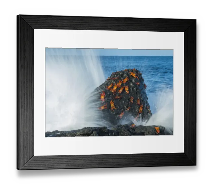 Framed Print : Sally lightfoot crabs (Grapsus grapsus) on rock with waves, Cape Douglas Framed Print : Sally lightfoot crabs (Grapsus grapsus) on rock with waves, Cape Douglas