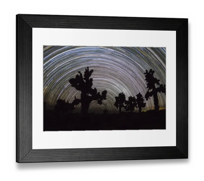 Framed Print : Tree prickly pear (Opuntia echios) trees silhouetted, with star trails behind Framed Print : Tree prickly pear (Opuntia echios) trees silhouetted, with star trails behind