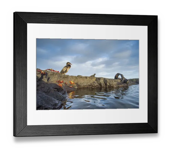Framed Print : Wildlife on the coast of Cape Hammond including Galapagos flightless cormorant Framed Print : Wildlife on the coast of Cape Hammond including Galapagos flightless cormorant