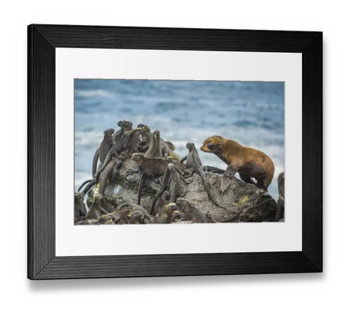 Framed Print : Galapagos fur sea (Arctocephalus galapagoensis) pup, curiously approaching group of Framed Print : Galapagos fur sea (Arctocephalus galapagoensis) pup, curiously approaching group of