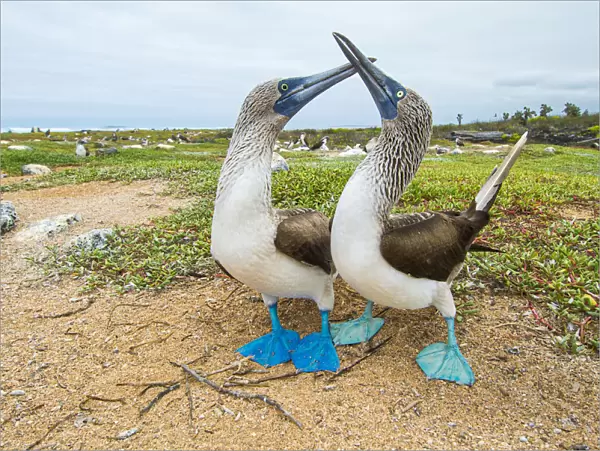 Blue-footed booby (Sula nebouxii) courting pair, South coast, Santa Cruz Island