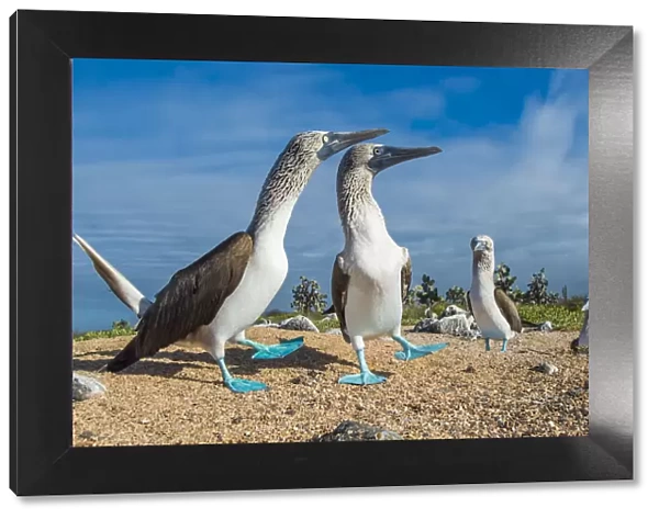 Blue-footed Booby (Sula nebouxii) courting pair, South coast, Santa Cruz Island