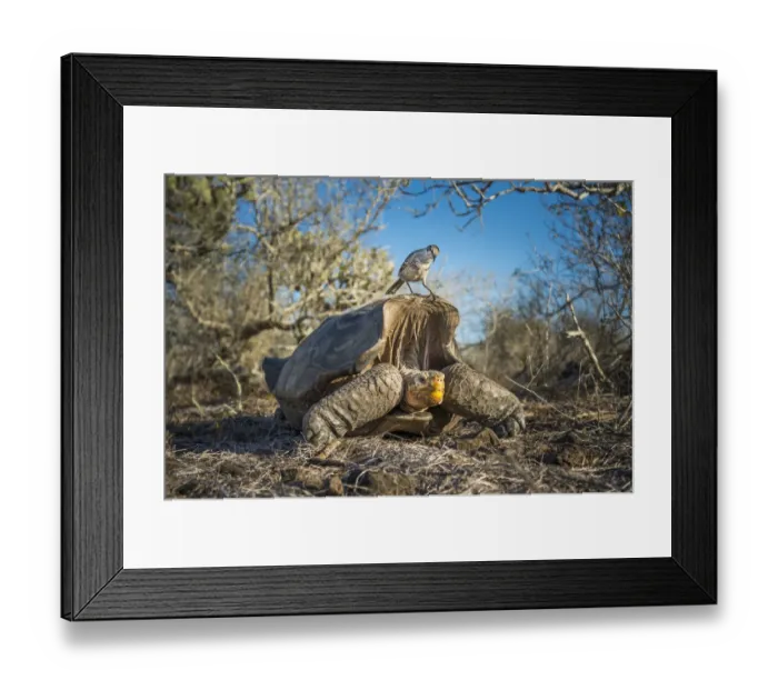 Framed Print : Epanola saddelback tortoise (Chelonoidis hoodensis), with Galapagos mockingbird Framed Print : Epanola saddelback tortoise (Chelonoidis hoodensis), with Galapagos mockingbird