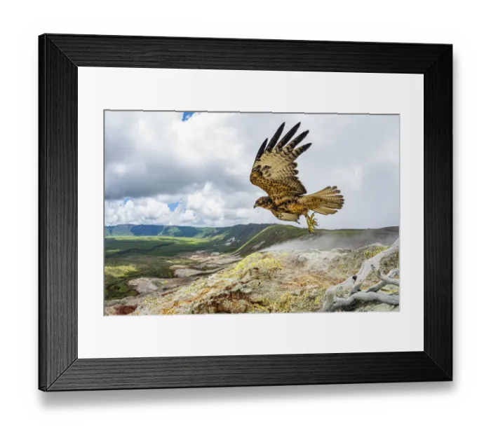 Framed Print : Galapagos hawk (Buteo galapagoensis) in flight, Alcedo Volcano, Isabela Island, Galapagos Framed Print : Galapagos hawk (Buteo galapagoensis) in flight, Alcedo Volcano, Isabela Island, Galapagos