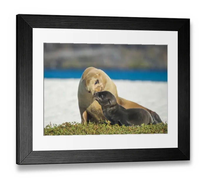 Framed Print : Galapagos sea lion (Zalophus wollebaeki) female and pup, Punta Albemarle, Isabela Island Framed Print : Galapagos sea lion (Zalophus wollebaeki) female and pup, Punta Albemarle, Isabela Island