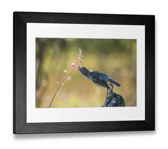 Framed Print : Vegetarian finch (Platyspiza crassirostris) snips petals from a hardy vine Framed Print : Vegetarian finch (Platyspiza crassirostris) snips petals from a hardy vine