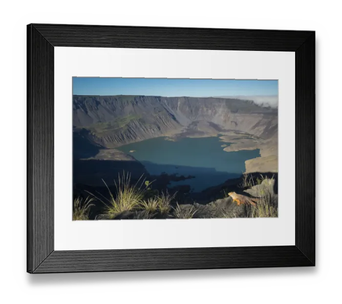 Framed Print : Galapagos land iguana (Conolophus subcristatus) and landscape of Fernandina Volcano Framed Print : Galapagos land iguana (Conolophus subcristatus) and landscape of Fernandina Volcano