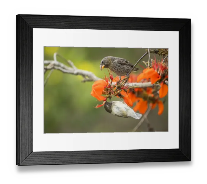 Framed Print : Small tree finch (Camarhynchus parvulus) hanging upside down and feeding from flower