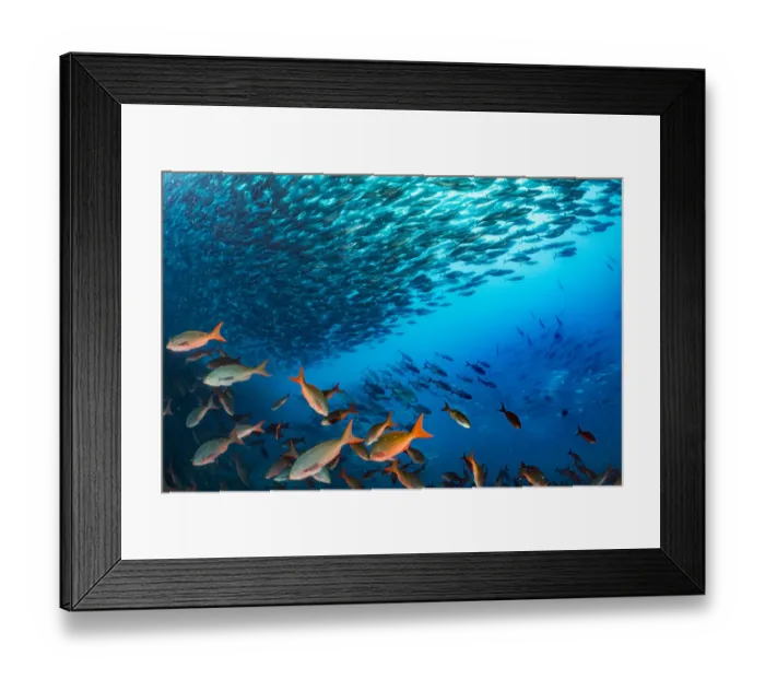 Framed Print : Bonito (Sarda orientalis) shoal swimming past the undersea base of Darwinas Arch