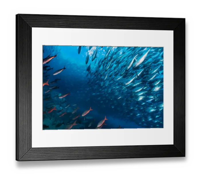 Framed Print : Bonito (Sarda orientalis) shoal swimming past the undersea base of Darwinas Arch Framed Print : Bonito (Sarda orientalis) shoal swimming past the undersea base of Darwinas Arch