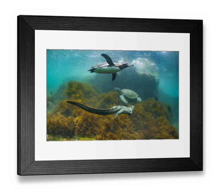 Framed Print : Galapagos penguin (Spheniscus mendiculus), with Marine iguana (Amblyrhynchus cristatus Framed Print : Galapagos penguin (Spheniscus mendiculus), with Marine iguana (Amblyrhynchus cristatus