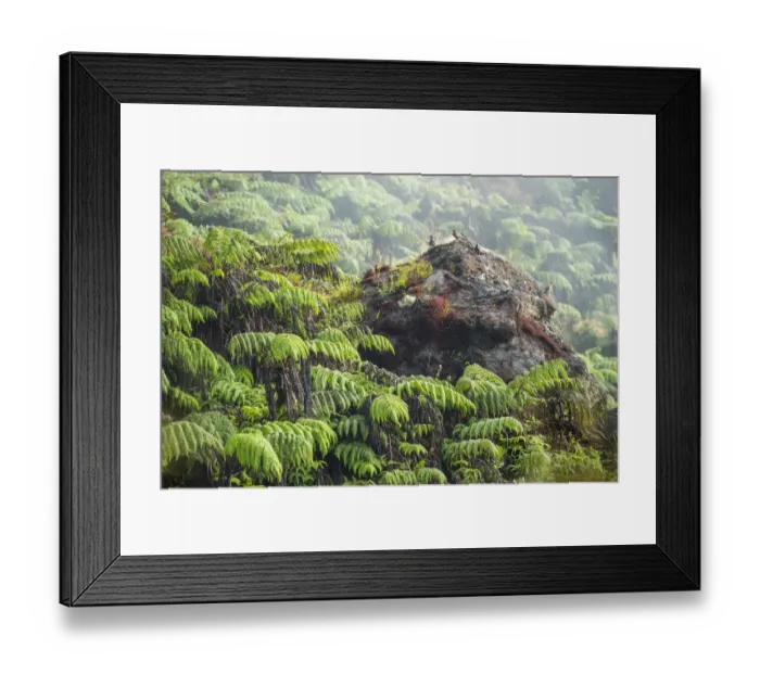 Framed Print : Flock of Galapagos dove (Zenaida galapagoensis) perched on rock, Santiago Highlands Framed Print : Flock of Galapagos dove (Zenaida galapagoensis) perched on rock, Santiago Highlands