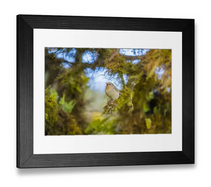 Framed Print : Warbler finch (Certhidea olivacea) Santiago Highlands, Galapagos Framed Print : Warbler finch (Certhidea olivacea) Santiago Highlands, Galapagos