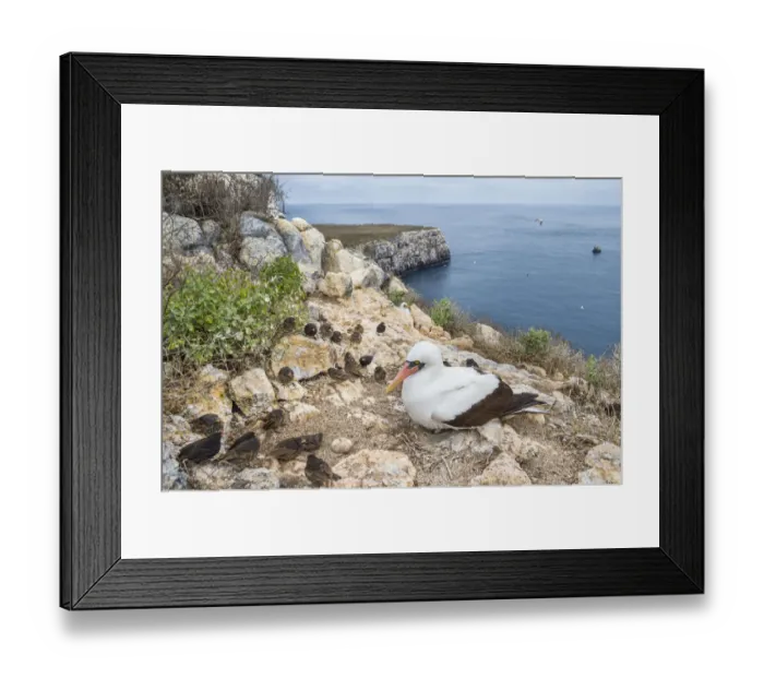Framed Print : Nazca booby (Sula granti) on coast, with Vampire ground finches (Geospiza septentrionalis Framed Print : Nazca booby (Sula granti) on coast, with Vampire ground finches (Geospiza septentrionalis